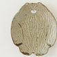 Bear Plate | Mikiko Kato